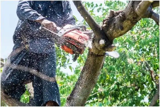 tree services Wortham